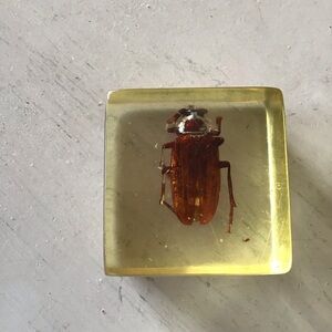 Lucite Encased Beetle Paperweight Desk Decor